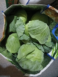 キャベツが安い...