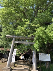 境内にあるケヤ...