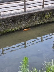 県庁堀に、大き...