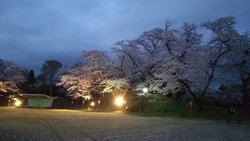 今年もお花見ま...