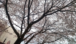 こちらの桜並木...