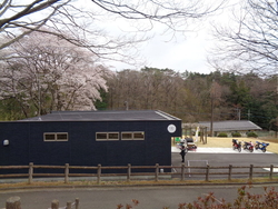 いよいよ、桜が...