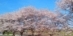 川沿いの桜並木...