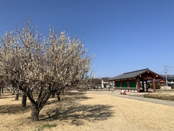 飛鳥時代に創建...