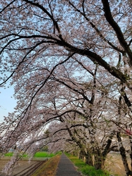 こちらの桜を見...