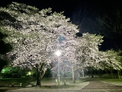 夜桜見物です。...