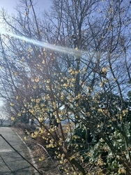 久しぶりに、梅...