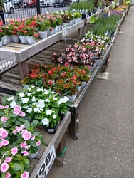お庭にお花を植...