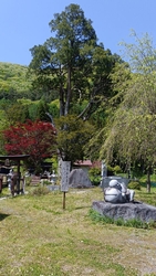 日本名木100...