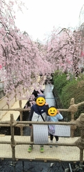ほぼ満開でキレ...