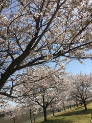 桜の季節に初め...