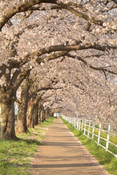 今年も桜並木を...