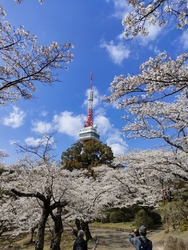 満開は過ぎてい...