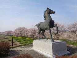 桜満開、いいで...