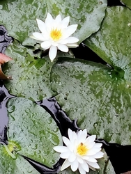 スイレンが花盛...