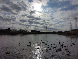 ハクチョウは、...