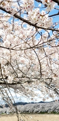 西側から宮の桜...