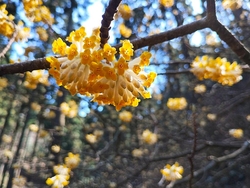 春を告げる花と...