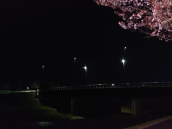 夜桜鑑賞に来た...