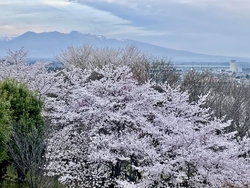 山全体の桜が満...