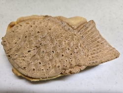 今日は、サツマ...