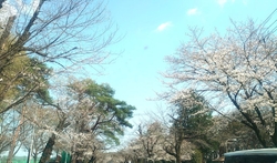毎年こちらの桜...