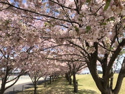 思川桜は、ちょ...