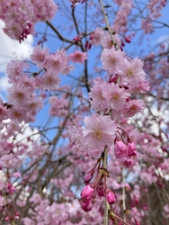 待ちに待った桜...