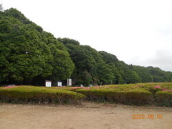 こちらの桜は見...