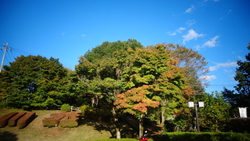 とちぎ国体のた...