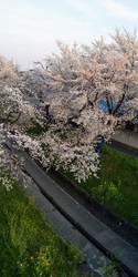 満開なので大勢...