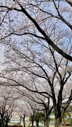 桜が満開の頃、...