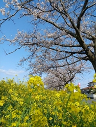 午後にタイミン...
