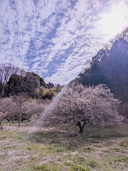 少しピークは過...