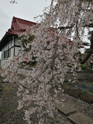 小雨がぱらつく...