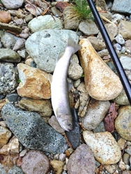 渓流釣行で伺い...