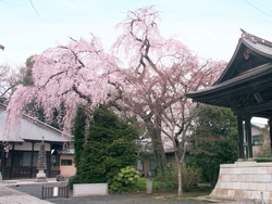 境内には、推定...