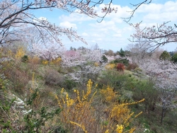 桜も満開のこの...