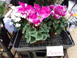 入口付近に超お...