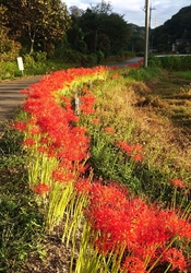 栃ナビさんの花...