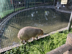日中賑わう公園...