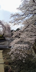 桜が競い合うよ...