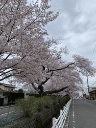 今年も桜祭りは...