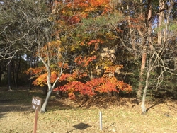紅葉狩りがてら...