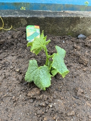今年も家庭菜園...