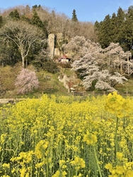 桜が満開。見頃...