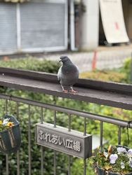 いつも通ってい...