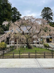 枝垂れ桜の綺麗...
