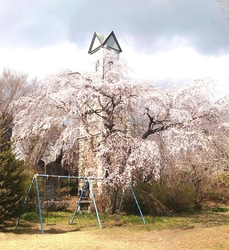 通りがかり桜が...