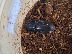 子どもの自転車...